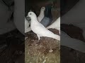 the most danger pigeon l racing pigeons pigeon