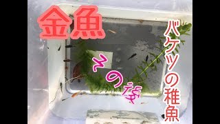 金魚の稚魚　約一か月経ちました