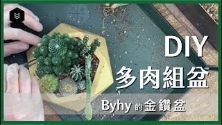 多肉組盆 - 金鑽仙人掌