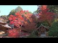 jg8k 福岡 竈神社の紅葉 fukuoka kamadojinja in autumn