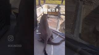 ピューマカップルこの後、どうなる！？ #動物園 #動物 #旅行 #お出かけ #可愛い動物 #日本平動物園 #ピューマ