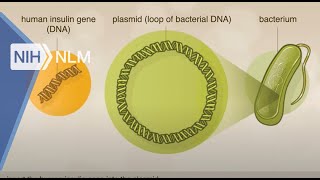 From DNA to Beer | How did they make insulin from recombinant DNA?