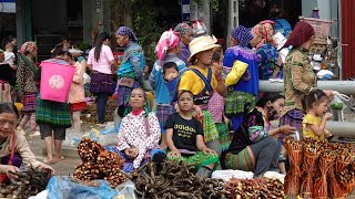 Khám Phá phiên Chợ Bảo Yên Lào Cai GẶP TOÀN ĐỒ QUÝ  | Miền núi tây bắc