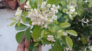 Best liquid fertilizer for Manu Kamini flower plant, get more and more flowers by this liquid fe...