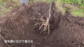 苗木の定植　よくわかる！梨の作業シリーズ21