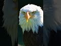 eagle real voice बज की असली आवाज viral shorts like comment animals subscribe eagles voice