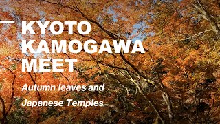 #47 Kyoto Travel Guide 2023 Autumn leaves and Japanese temples