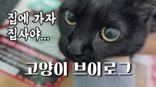 🐈‍⬛오랜만에 병원 외출한 삼냥이들 브이로그 vlog | 순하디 순한 울집 고양이삼남매 집사로그 catlog