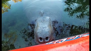 Amazing Manatee Encounter: Return to Weeki Wachee