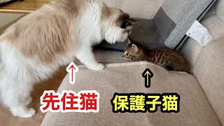 保護子猫と先住猫のドキドキのにじりよりが和やかになってきた