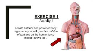 A&P Pre-Lab Week 1: Exercises 1 & 2