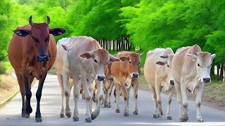 Kehidupan kawanan Sapi lembu jinak berkeliaran di jalan perdesaan berjalan dengan rapi menuju ladang