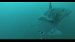 Halibut Fishing - Strike Filmed Underwater with Gopro - 6