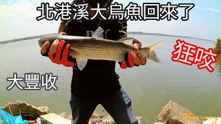 雲林北港溪出海口大烏魚回來了釣到爆桶，大部份是二三斤的大烏魚，最小的也有1斤多（117集）@Pin338548