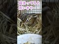 しまりす「ポン吉」急に動く！！【ペット】【シマリス】【chipmunk】【squirrel】【kawaii】【cute】