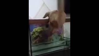 kucing naik aquarium | kucing kesusahan