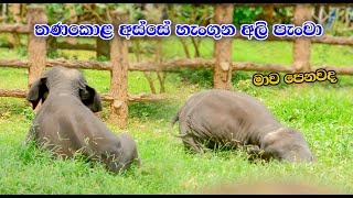 එයාව දැන් කාටවත් හොයන්න බැ නේද😁 |Srilanka Cute Baby Elephant Pinnawala