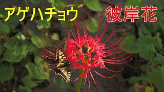 アゲハチョウと彼岸花 高画質 スロー映像 4K