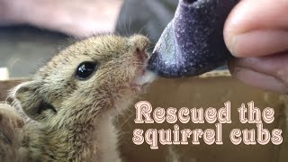 Rescued the squirrel cubs (Baby) | ખિસકોલી | गिलहरी | SAVE THE ANIMAL | #saveanimals#squirrel