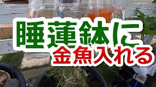 睡蓮鉢に金魚入れる