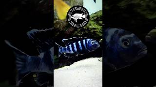 Chindongo Saulosi #aquarium #mbunacichlids #fish #dwarfcichlid #aquaterrarium #aquariumfish