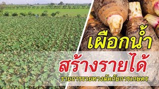 รวยทางลัดกับการเกษตร - เผือกน้ำ ป้าสำรวย สระบุรี | เกษตรแม็กซาโก้ (1/3)