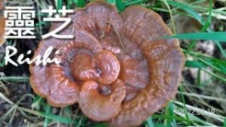 武俠小說的千年靈芝是真的嗎？ Ganoderma sp.