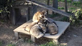 東武動物公園　もふもふたぬき　TANUKI raccoon dog