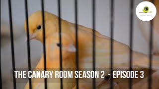 The Canary Room Season 2 - EPISODE 3