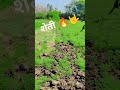 आपली शेती 🔥🤟🥰 marathi shortvideo shortsfeed video shorts viralreels viralshorts farming