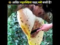 आखिर मधुमक्खियां शहद क्यों बनाती हैं। why do bees make honey shorts bee honey