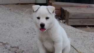 같이 놀아달라고 보채는 양쪽 귀가 접힌 귀여운 새끼 진돗개,cute little Jindo dog with folded ears..Jeonju Hanok village전주한옥마을★