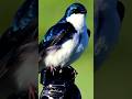 Tree Swallow Call | Swallow Bird Sound #shorts #youtubeshorts #birdsounds