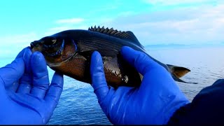 [낚시와 요리/Catch \u0026 Cook] 망상어낚시, 잡내제거 손질 및 소금구이/Salt Water Fishing \u0026 Pan Seared Striped Perch/ ASMR 파도소리