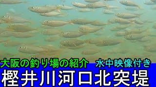 【大阪の釣り】樫井川河口の北突堤の釣りポイントを水中映像付きで紹介。穴場スポット！