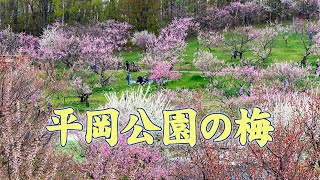 平岡公園の梅　Plum Grove in Hiraoka Park