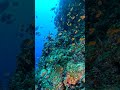 キンギョハナダイの群れ スキューバダイビング scubadive 八丈島 八丈小島