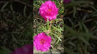 இன்றைய பூ || பத்துமணிப்பூ #portuluca #ytshorts #shortstamil #shortsfeed #garden #flower