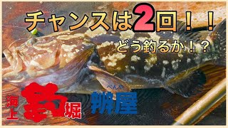 【海上釣堀】少ないチャンスでいかに釣るか！！