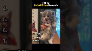 Top 10 Cutest Kitten Moments