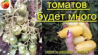 Томатов будет очень много Сделайте так с томатами выращивание Помидор tomato Ответы Томаты 2 часть