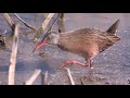 virginia rails narrated