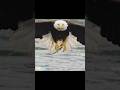 Eagle catching a fish !! #shorts #viral #birds #birdsound#wildlife #nature #amazing #parrots #eagle