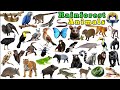 Rainforest Animals Pictures And Sounds | Rainforest Animals Name | Easy English Learning Process