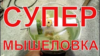 Самая простая и эффективная мышеловка своими руками. Самоделки