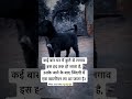 इंसान से बहुत अच्छे और प्यारे होते है 😭🐕 motivation trendingshorts youtubeshorts dog doglover