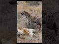 Do Hyenas Eat Lions? #animals #shorts #animalsvideo