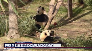 It's National Panda Day!