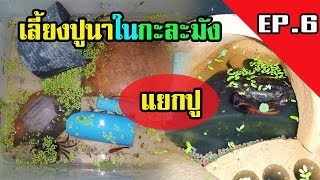 เลี้ยงปูนาในกะละมัง  | แยกปู | เลี้ยงปลาสอดด้วย  | EP.6 |