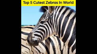 Top 5 Cutest Zebras In World🦓😍 #shorts